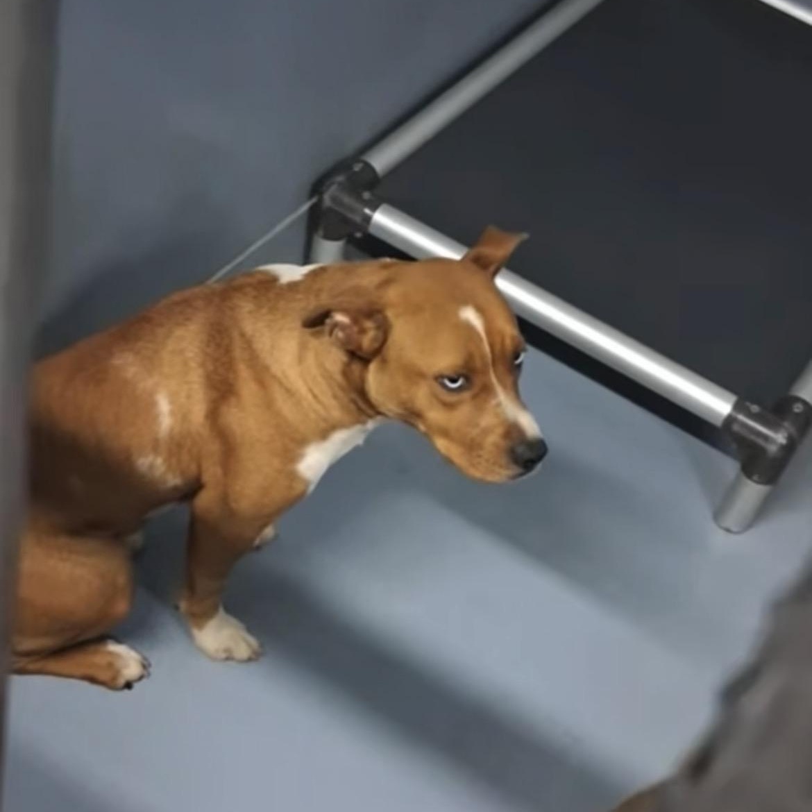 Enlarge Goldie , a ADOPTABLE mixed breed in Port Saint Lucie, FL image 5/5