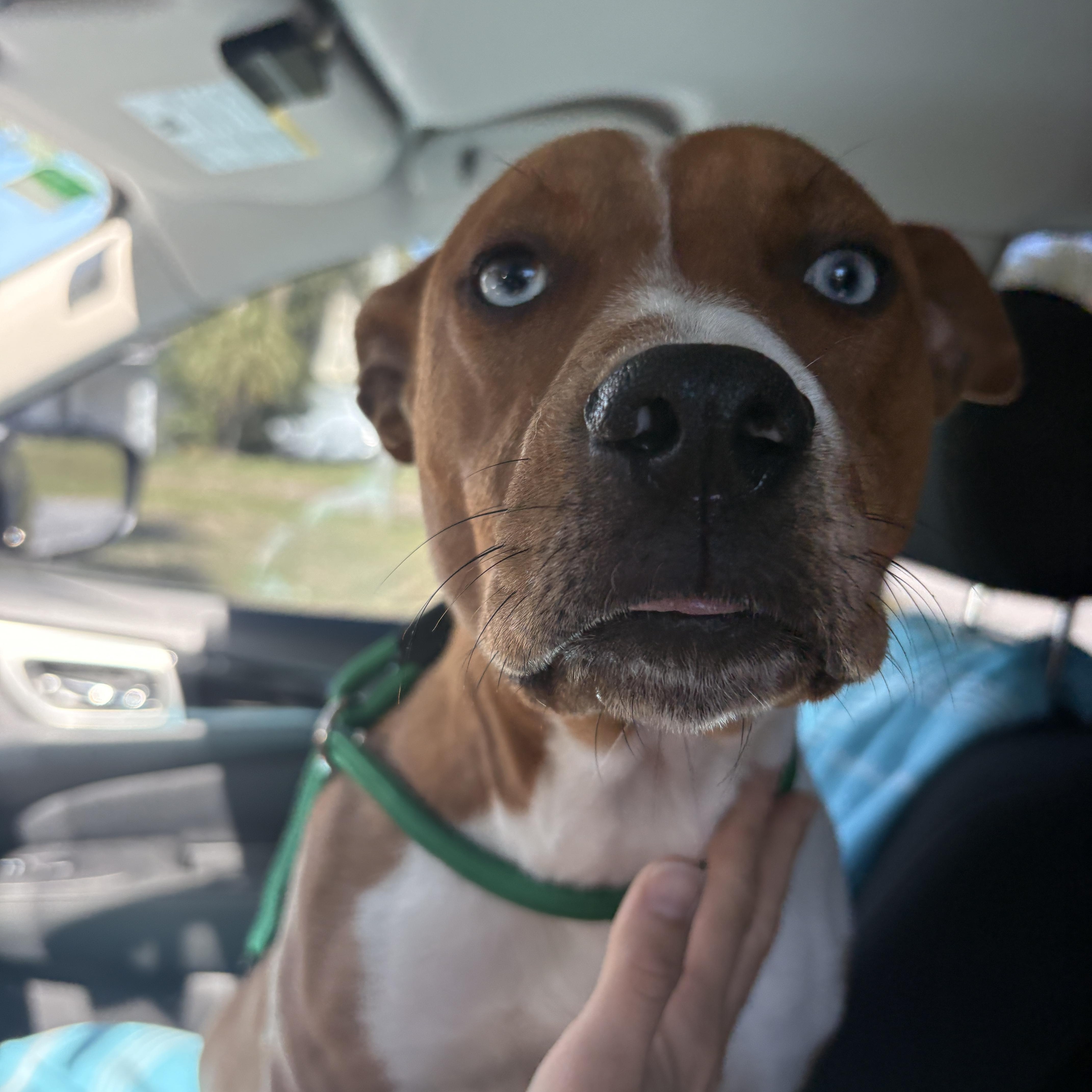 Goldie , a ADOPTABLE mixed breed in Port Saint Lucie, FL image 2/4