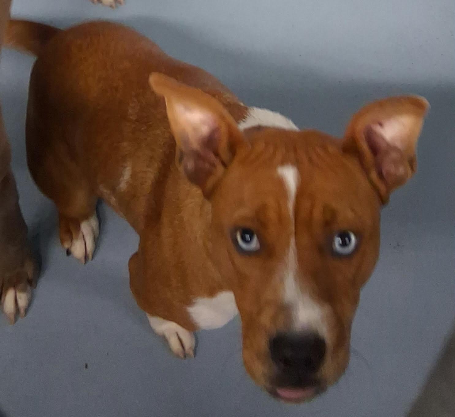 Enlarge Goldie , a ADOPTABLE mixed breed in Port Saint Lucie, FL image 3/5