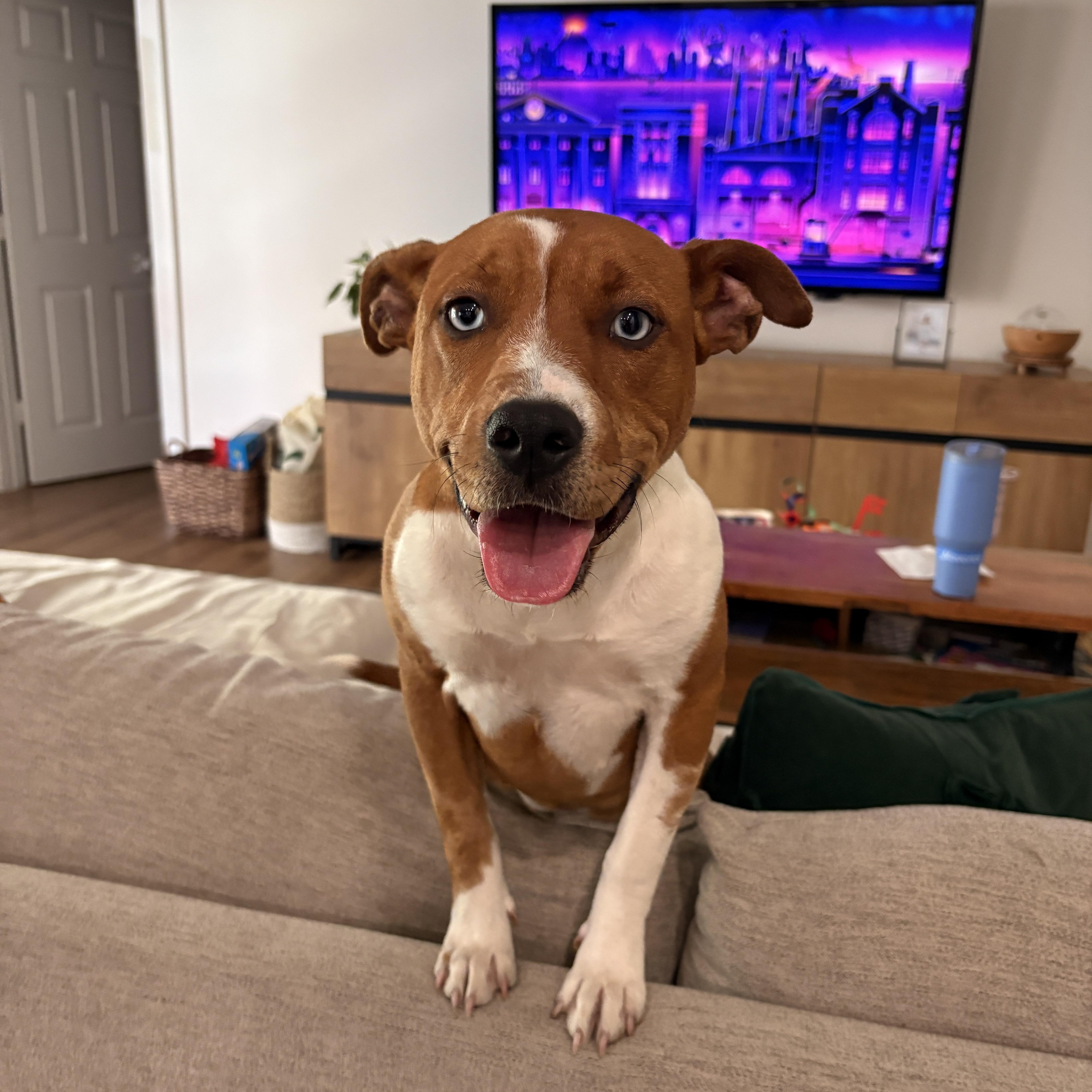 Goldie , a ADOPTABLE mixed breed in Port Saint Lucie, FL image 1/4