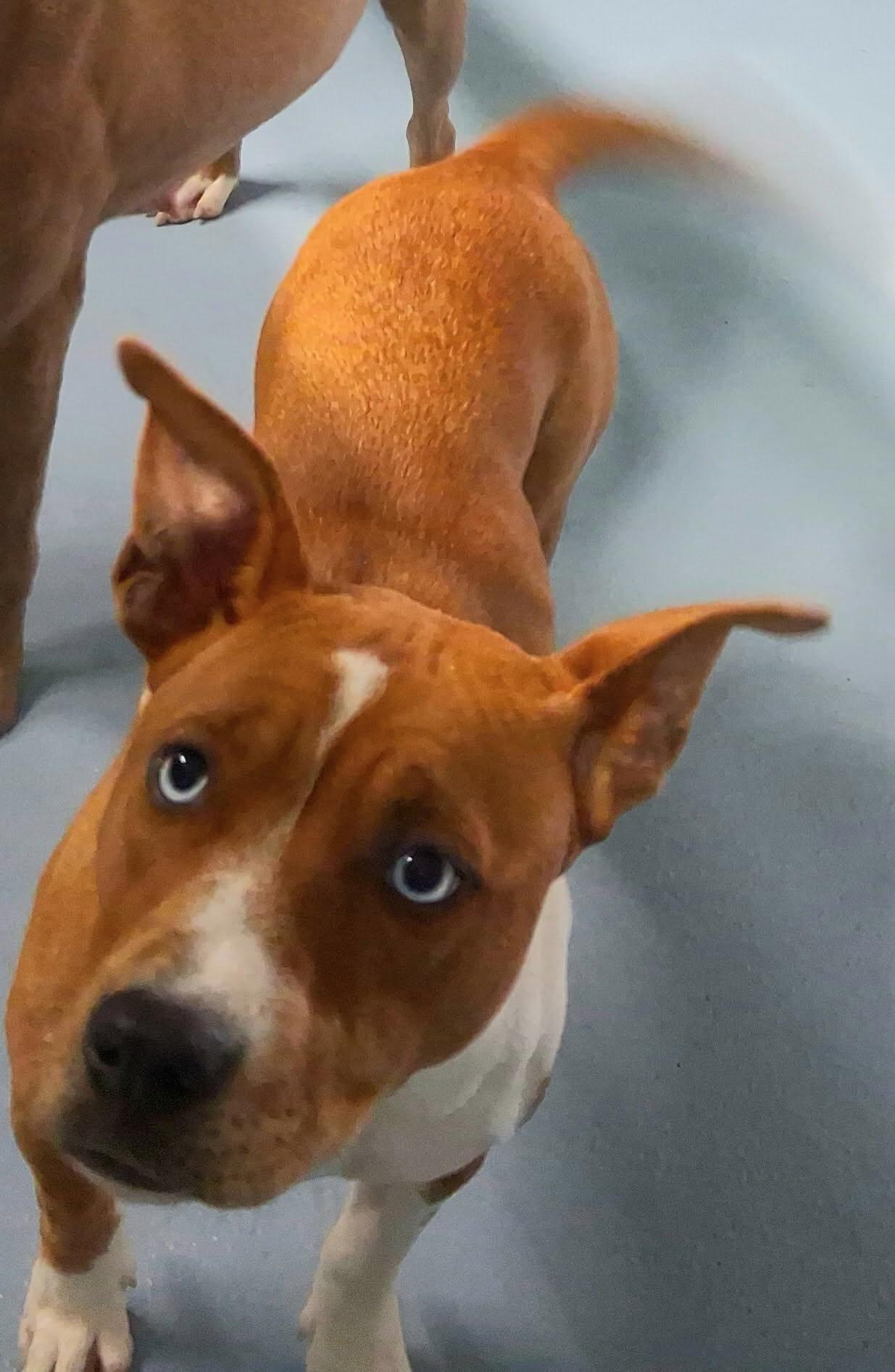 Enlarge Goldie , a ADOPTABLE mixed breed in Port Saint Lucie, FL image 1/5