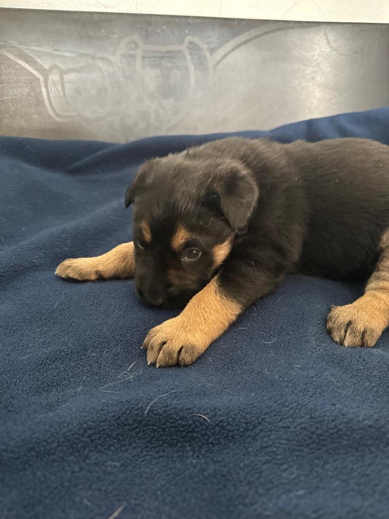 Ello, Adoptable, Puppy Male Shepherd & Husky.