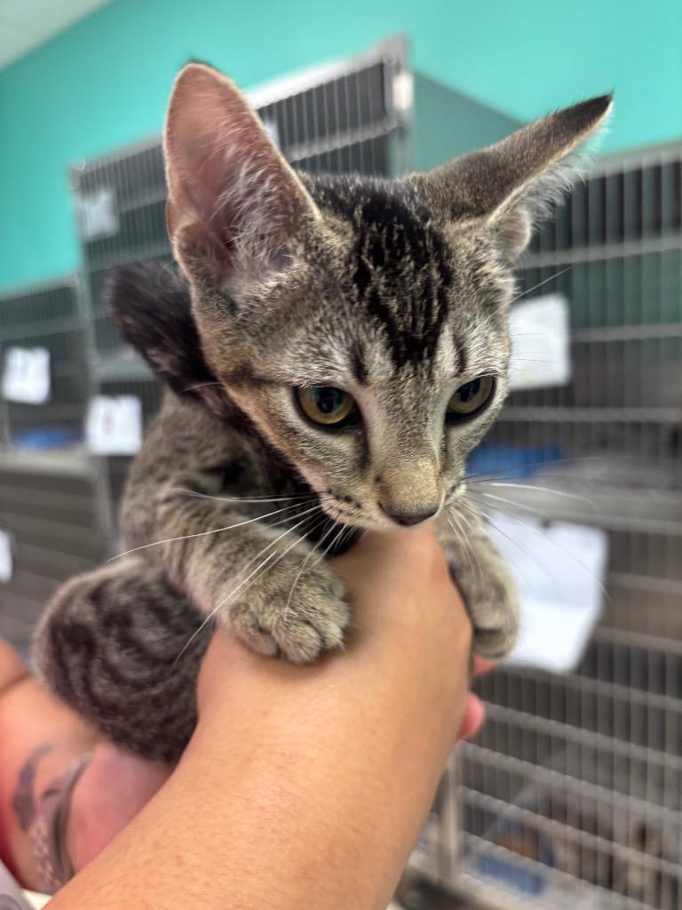 MARILYN M., Adopted, Kitten Female Domestic Short Hair.