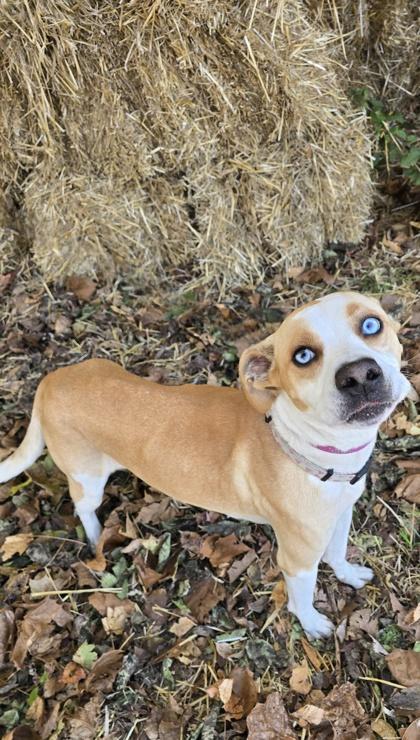 Enlarge Bertie, a Adoptable mixed breed in Morton Grove, IL image 1/2