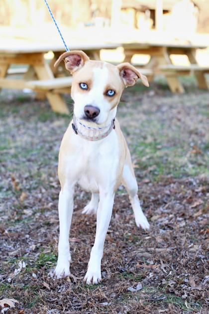 Bertie, Adoptable, Adult Female American Bulldog & Husky.