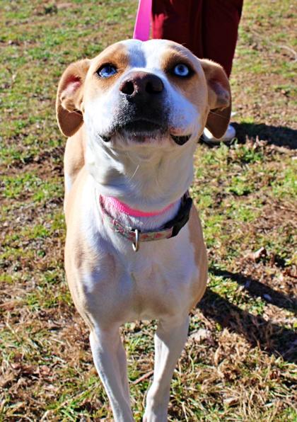 Bertie, a Adoptable mixed breed in Morton Grove, IL image 1/2