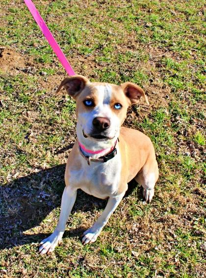 Bertie, a Adoptable mixed breed in Morton Grove, IL image 2/2