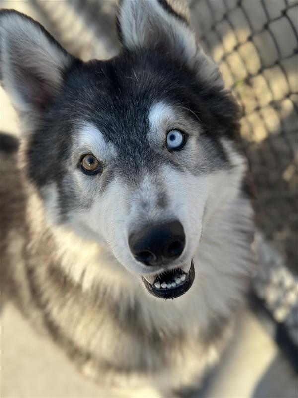 Balto, Adoptable, Adult Male Siberian Husky.