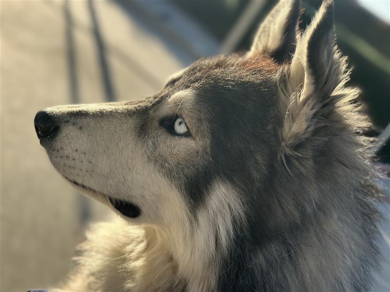 Balto — thumbnail 2