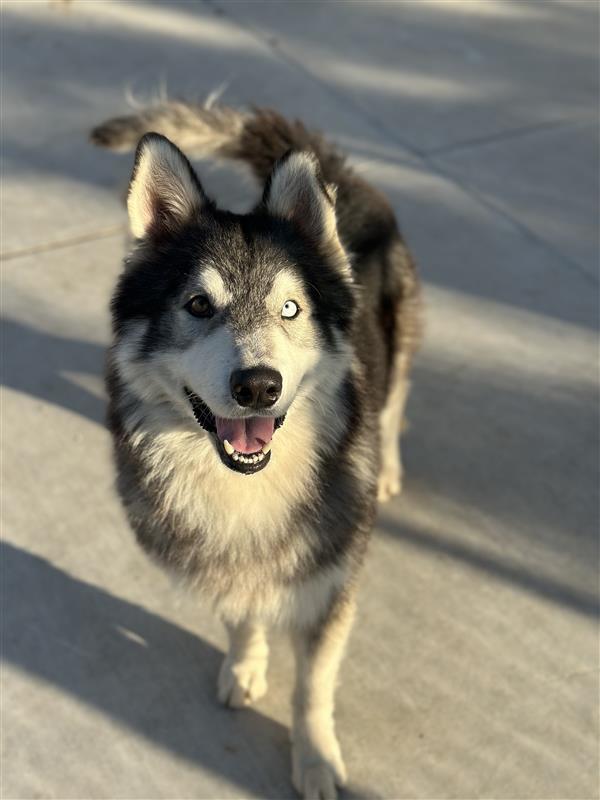 Balto, a Adoptable Siberian Husky in Elk Grove, CA image 3/3