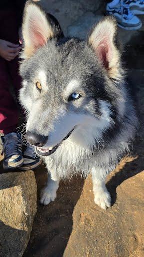 Enlarge Balto, a Adoptable Siberian Husky in Elk Grove, CA image 3/3