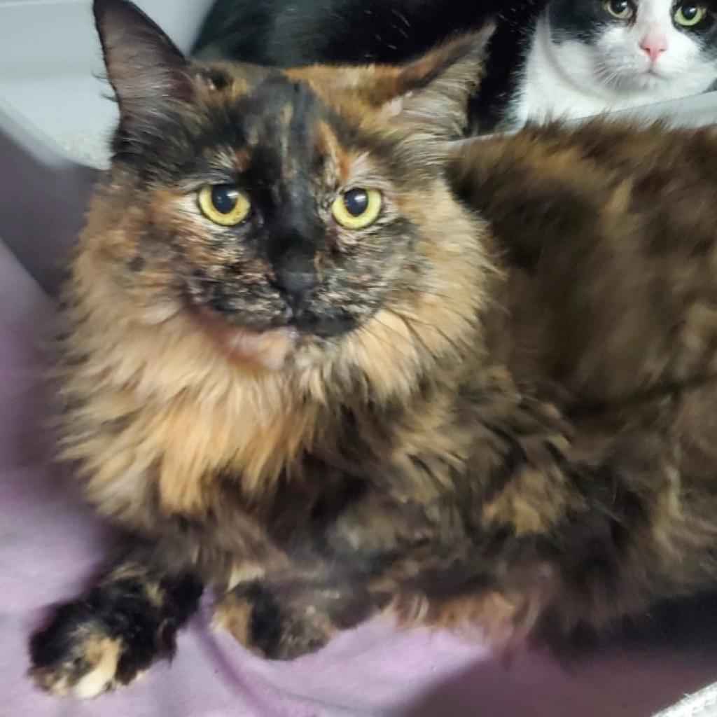 Purd, Adoptable, Senior Female Domestic Long Hair.