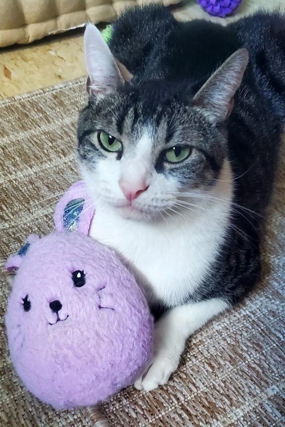 Enlarge Update Adopted - Ghost & Stitch, 2 Sweet Easygoing Tabbies, an adopted mixed breed in Metairie, LA image 2/6