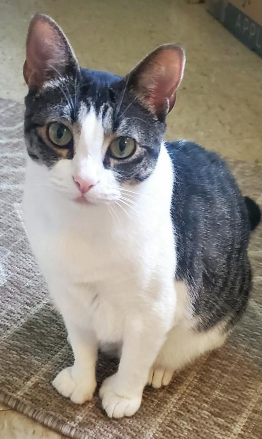 Enlarge Update Adopted - Ghost & Stitch, 2 Sweet Easygoing Tabbies, an adopted mixed breed in Metairie, LA image 4/6