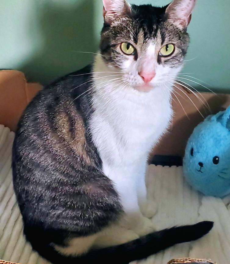 Enlarge Update Adopted - Ghost & Stitch, 2 Sweet Easygoing Tabbies, an adopted mixed breed in Metairie, LA image 3/6
