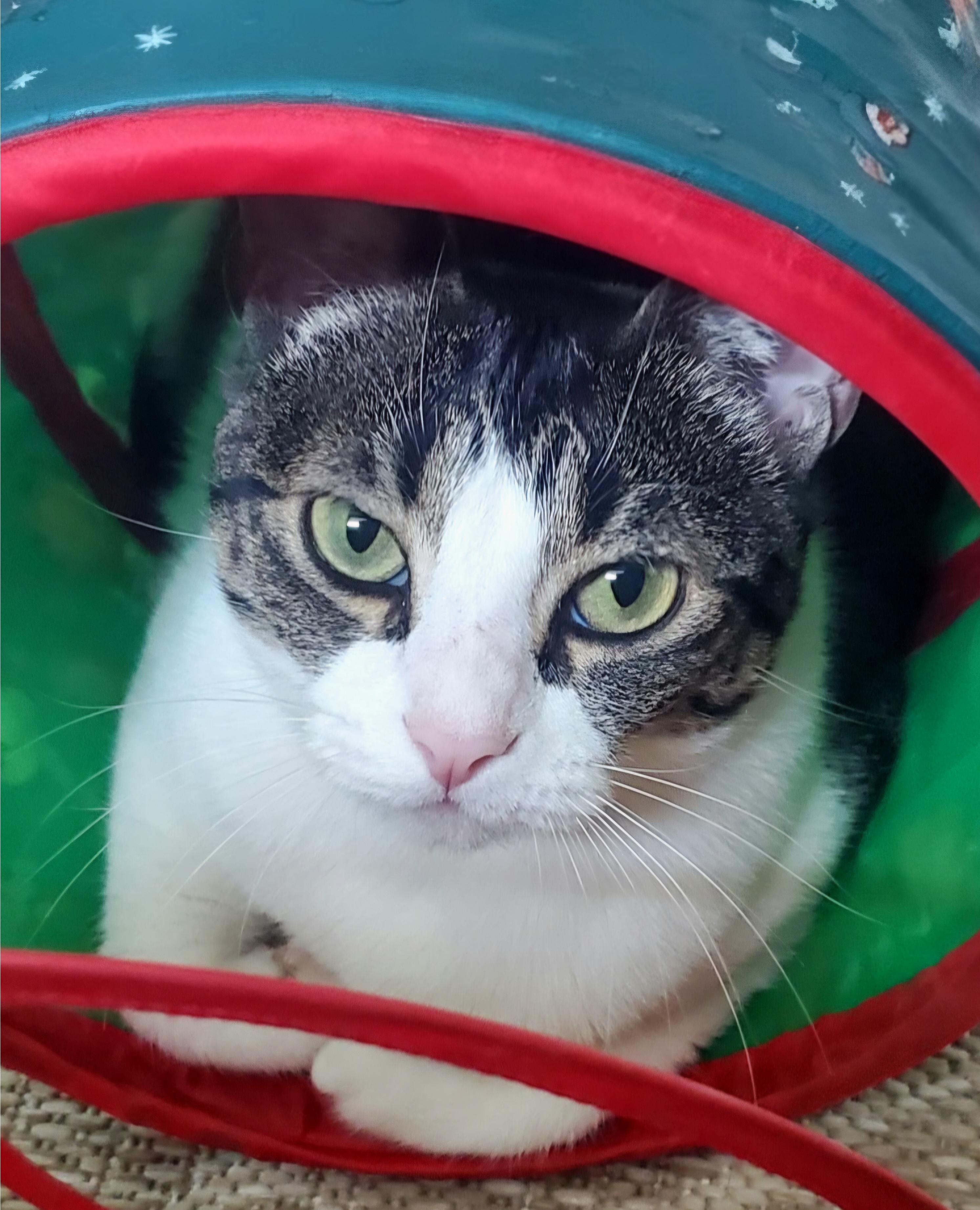 Enlarge Update Adopted - Ghost & Stitch, 2 Sweet Easygoing Tabbies, an adopted mixed breed in Metairie, LA image 5/6