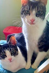 Enlarge Update Adopted - Ghost & Stitch, 2 Sweet Easygoing Tabbies, an adopted mixed breed in Metairie, LA image 6/6