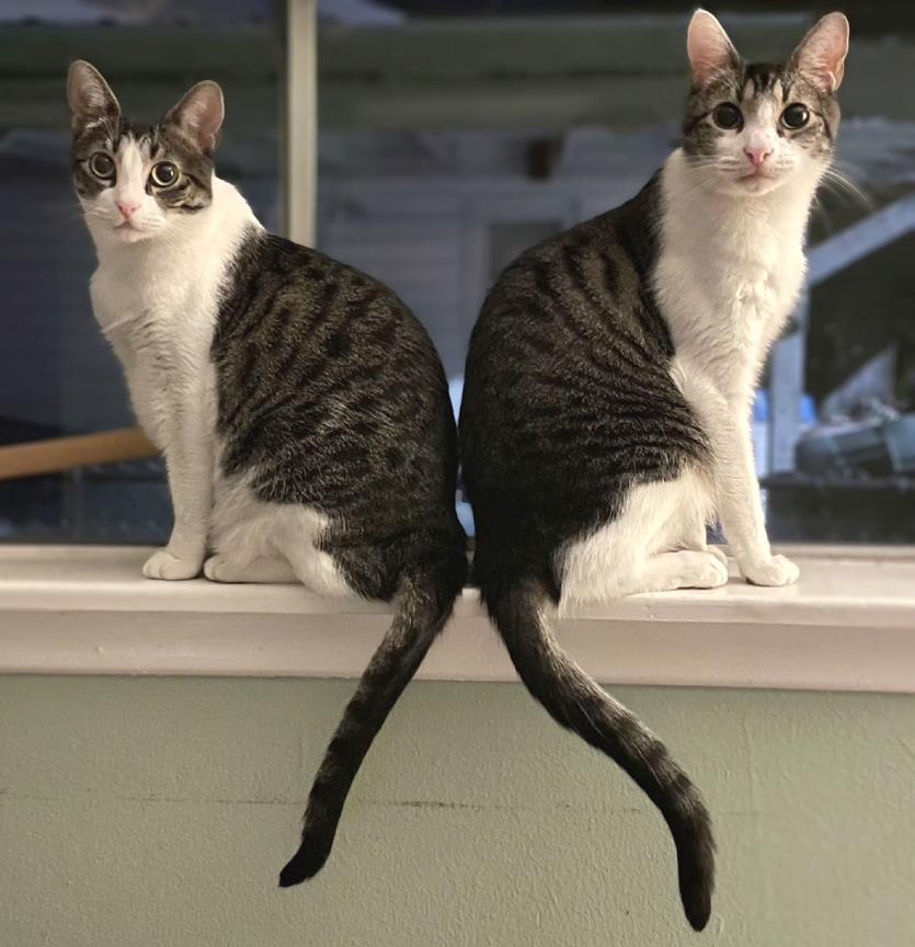Update Adopted - Ghost & Stitch, 2 Sweet Easygoing Tabbies, adopted, Adult Female Tabby & Tiger.