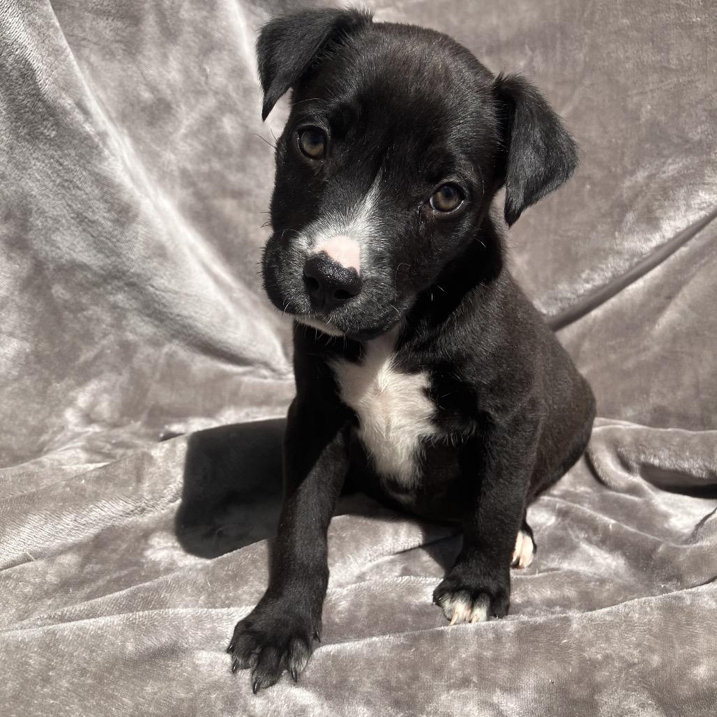 Enlarge Bonnie, a Adoptable Mixed Breed in Pulaski, TN image 1/5