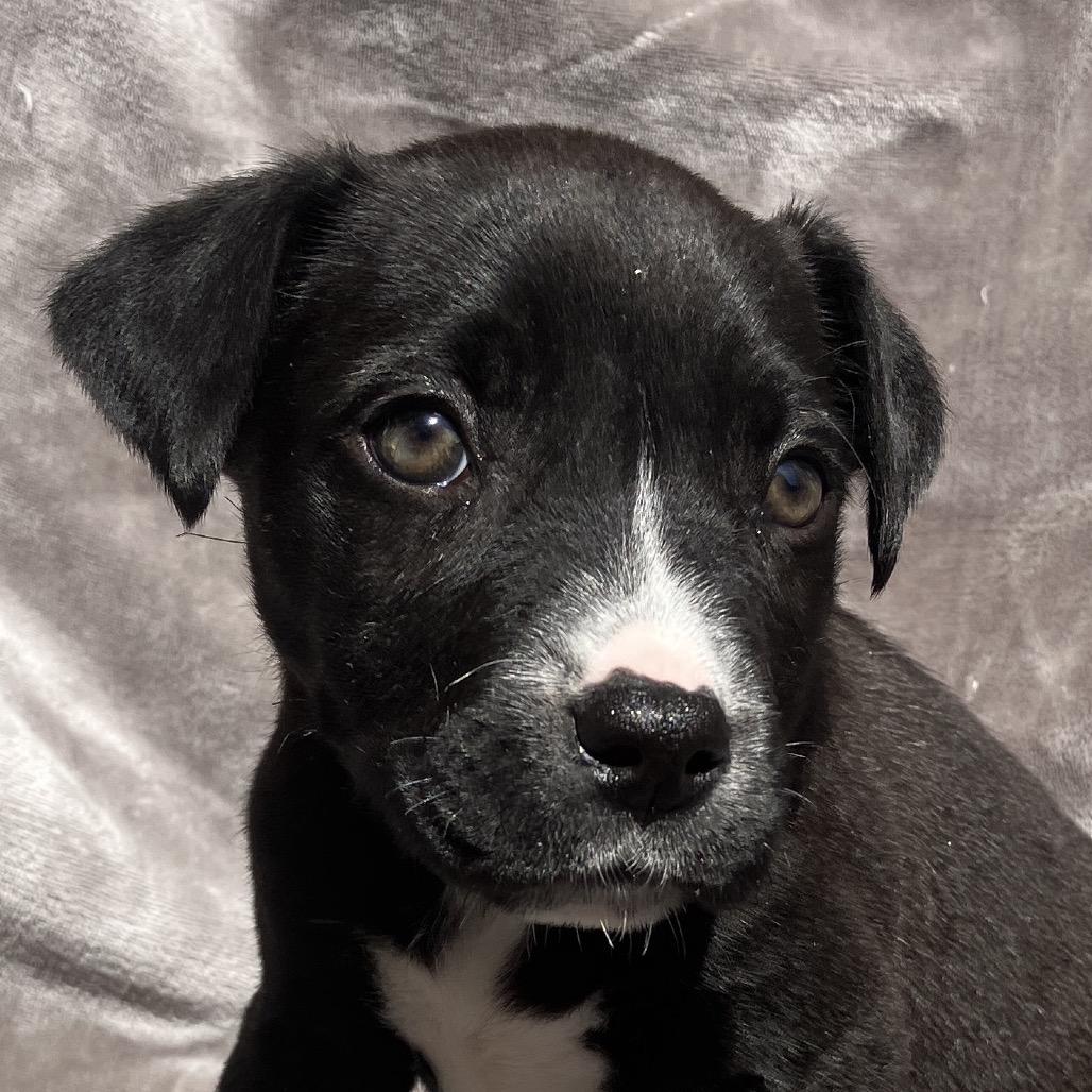 Enlarge Bonnie, a Adoptable Mixed Breed in Pulaski, TN image 2/5