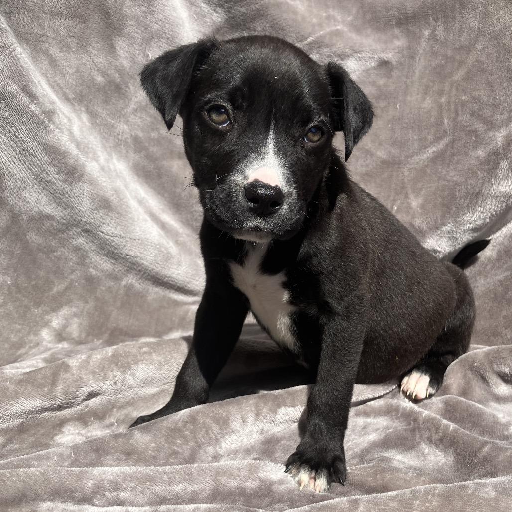 Enlarge Bonnie, a Adoptable Mixed Breed in Pulaski, TN image 3/5