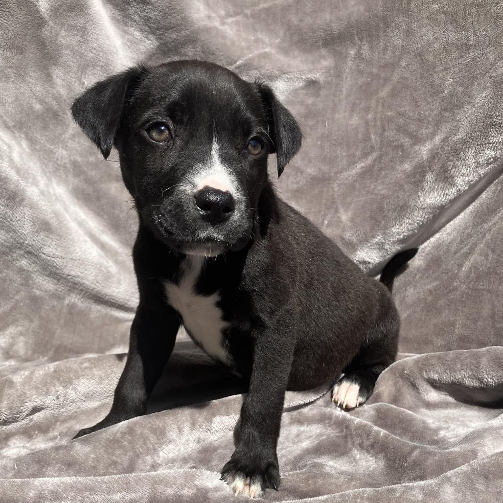 Enlarge Bonnie, a Adoptable Mixed Breed in Pulaski, TN image 4/5