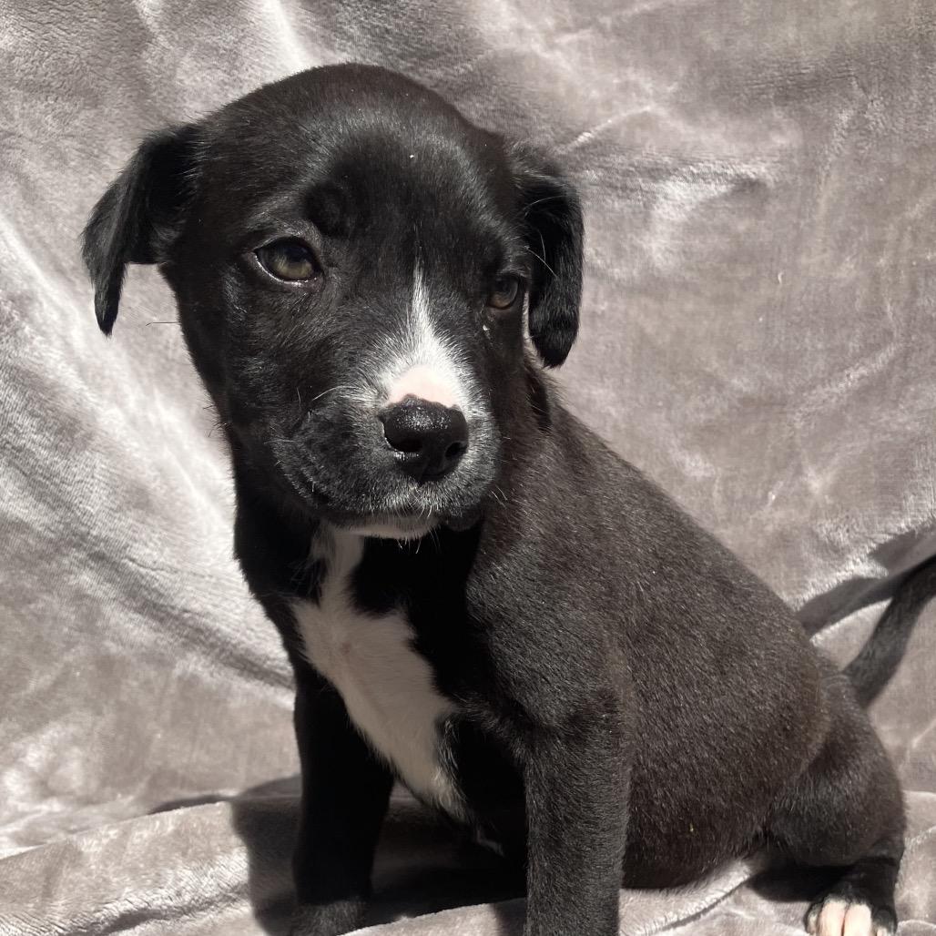 Enlarge Bonnie, a Adoptable Mixed Breed in Pulaski, TN image 5/5