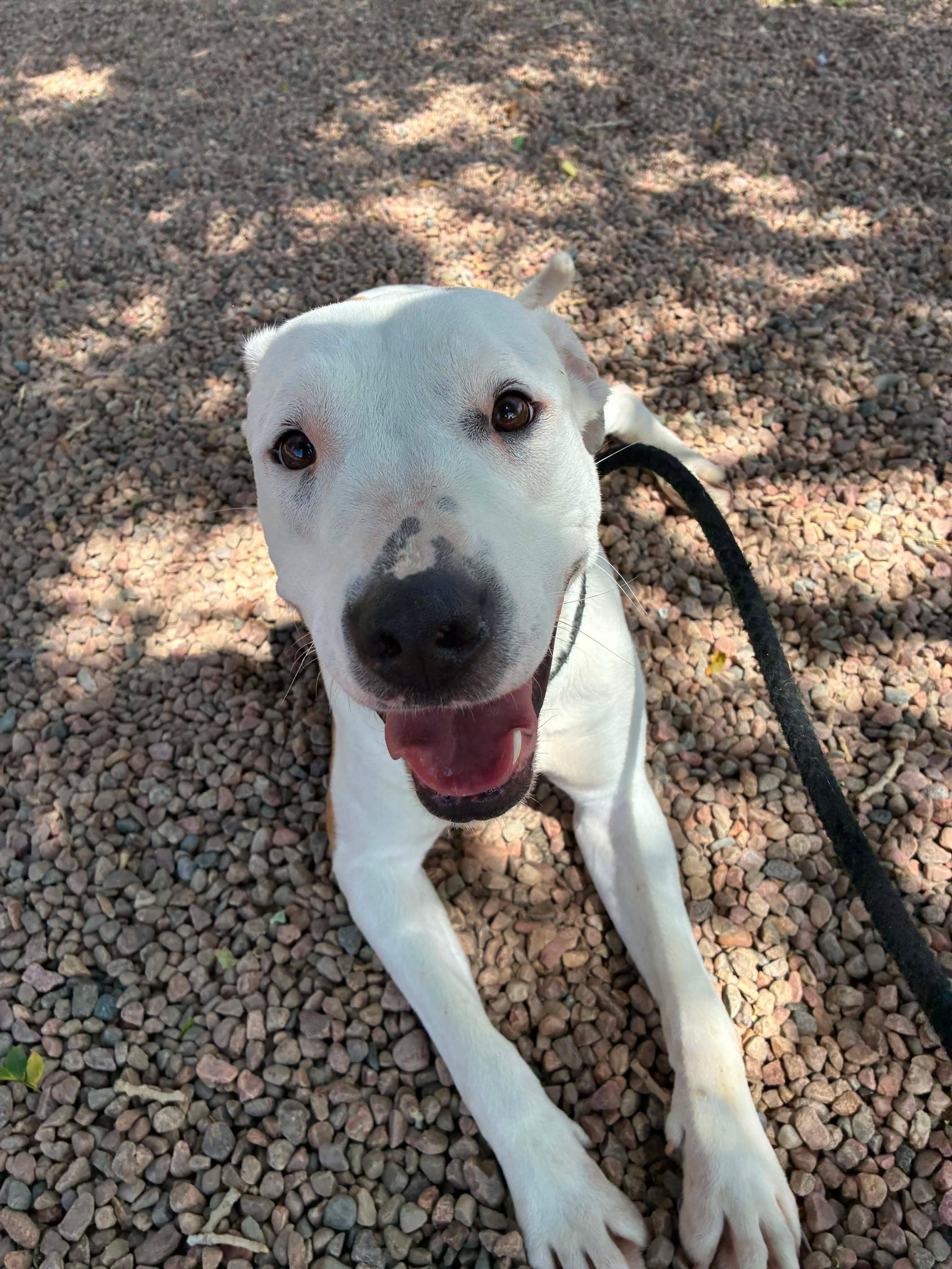 Enlarge Nova, a ADOPTABLE mixed breed in Canon City, CO image 1/1