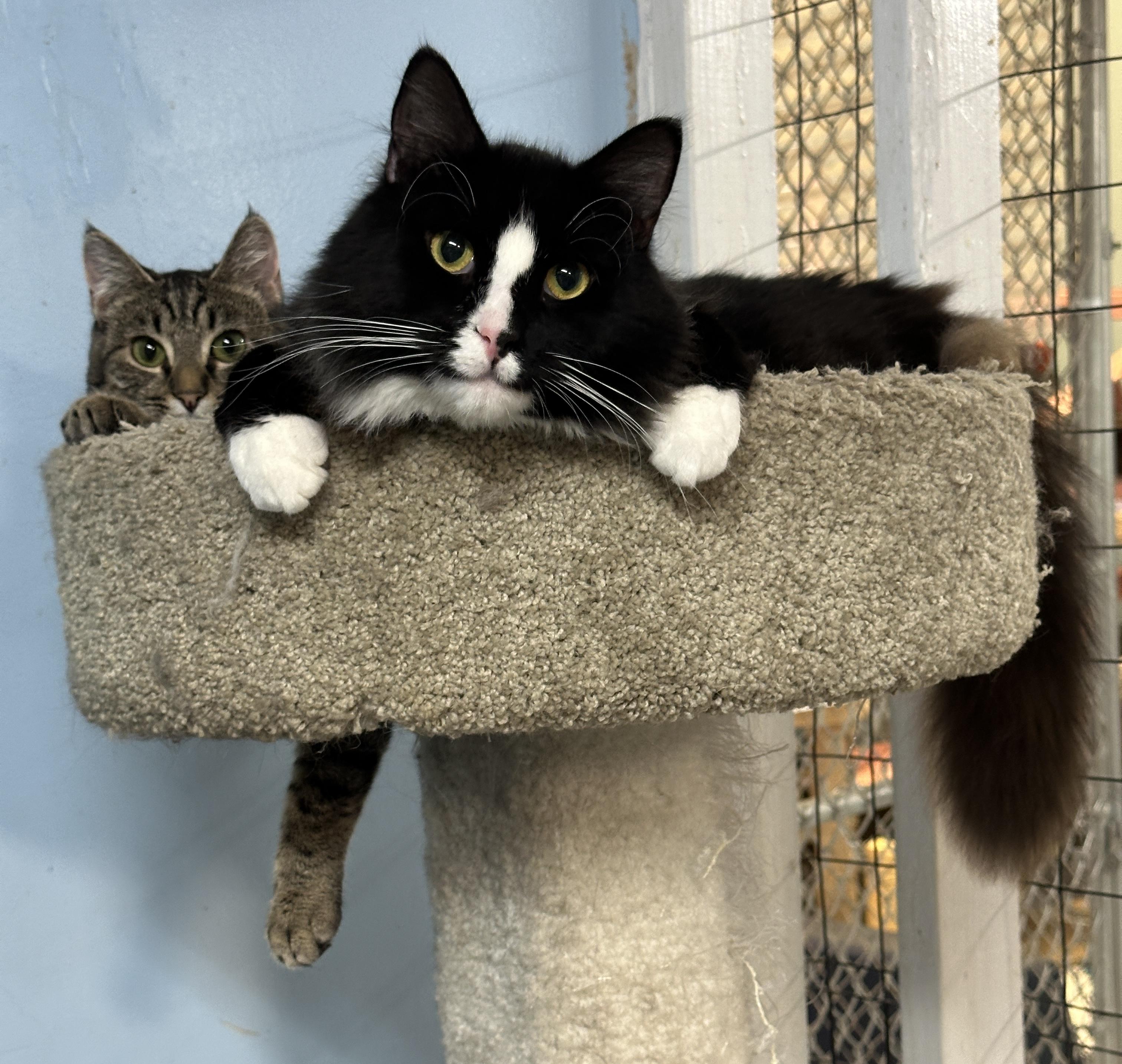 Moonbeam and Nissa