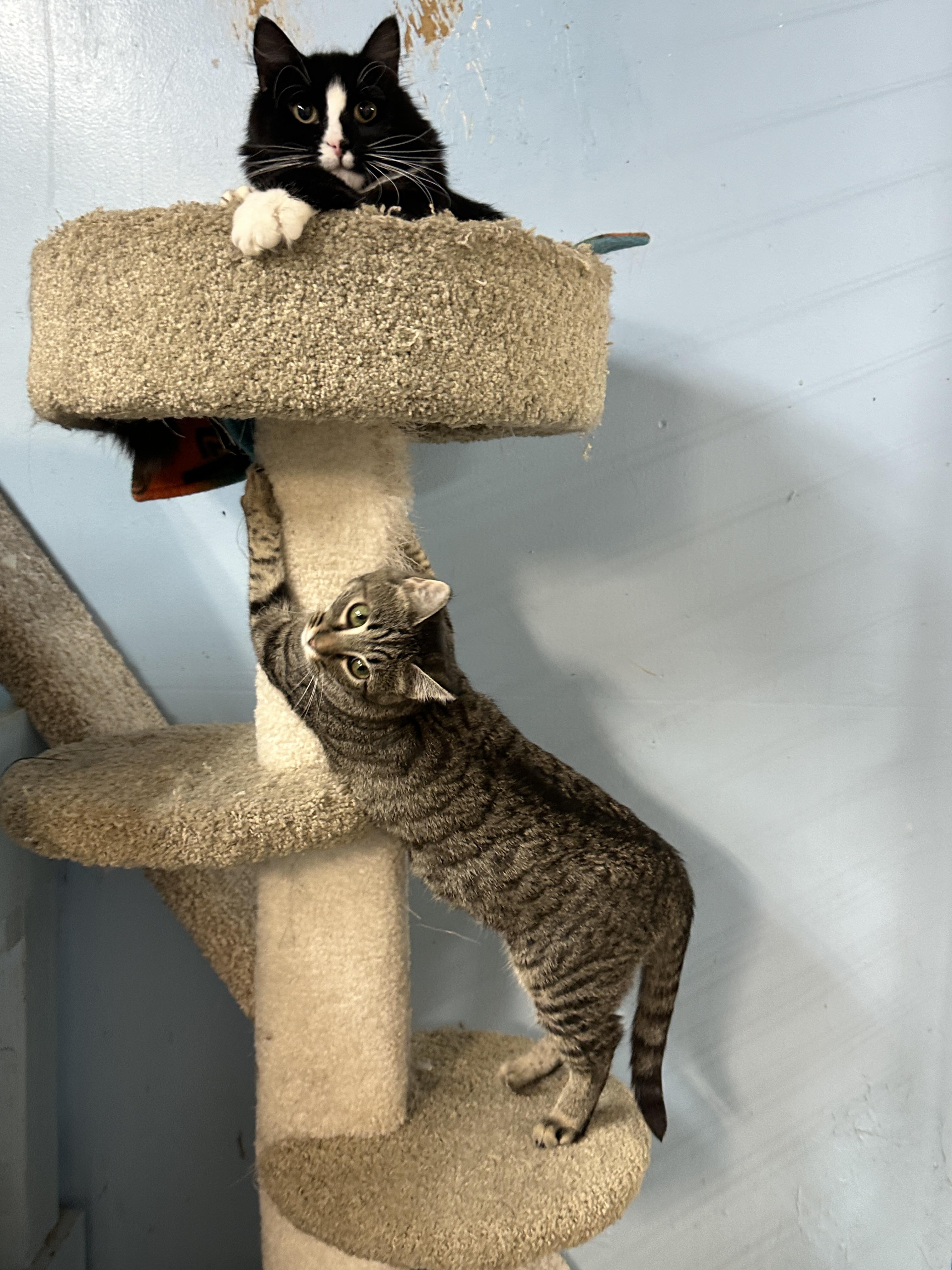 Moonbeam and Nissa, an adoptable Domestic Medium Hair in Anchorage, AK, 99524 | Photo Image 2