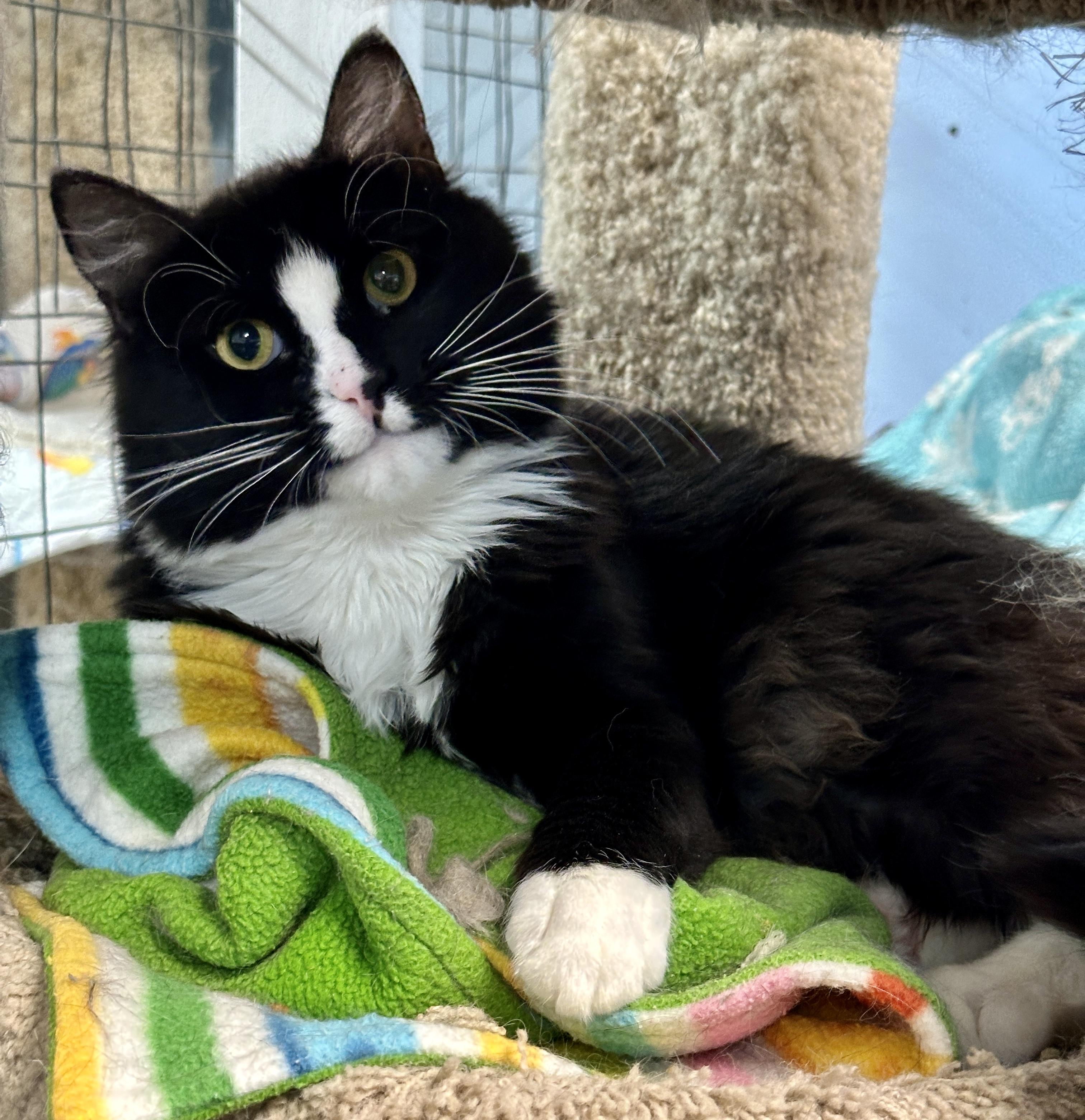Moonbeam and Nissa, an adoptable Domestic Medium Hair in Anchorage, AK, 99524 | Photo Image 3