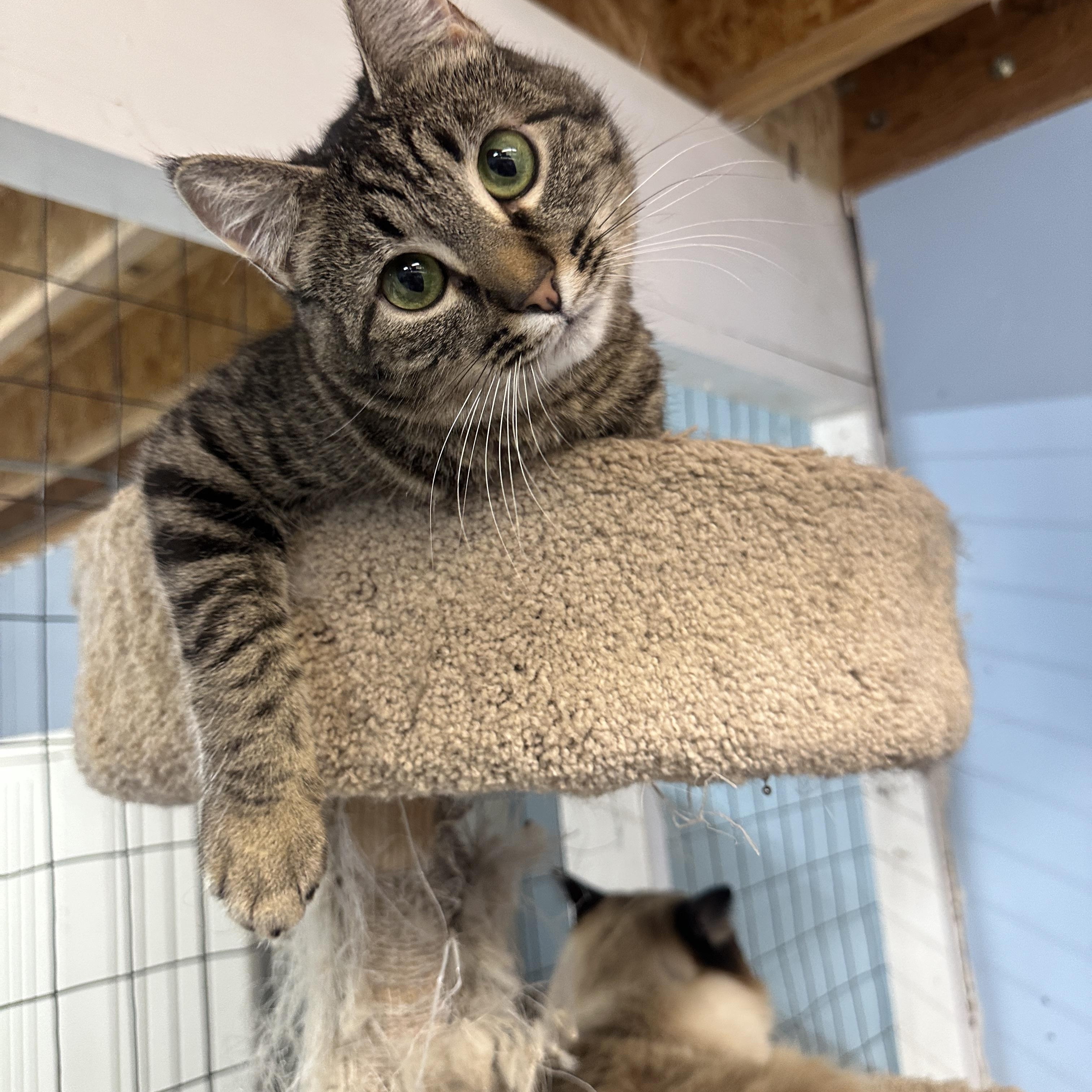 Enlarge Nissa, a hold mixed breed in Anchorage, AK image 2/5