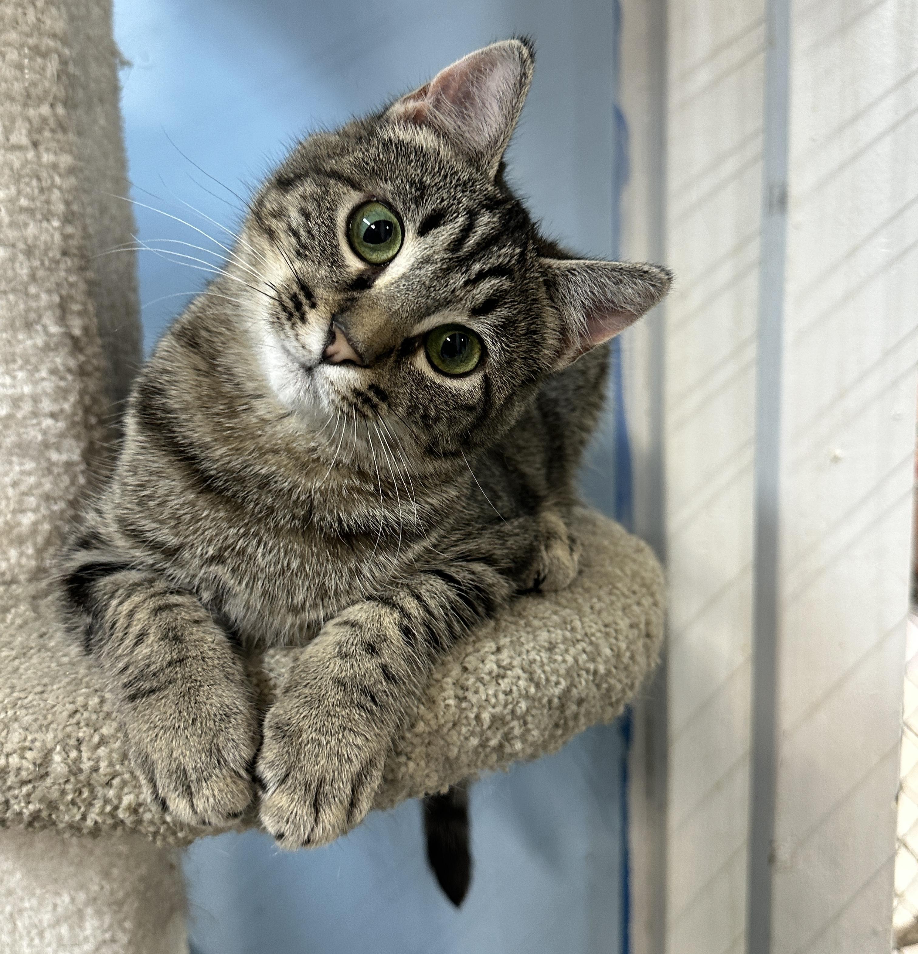 Enlarge Nissa, a hold mixed breed in Anchorage, AK image 1/5