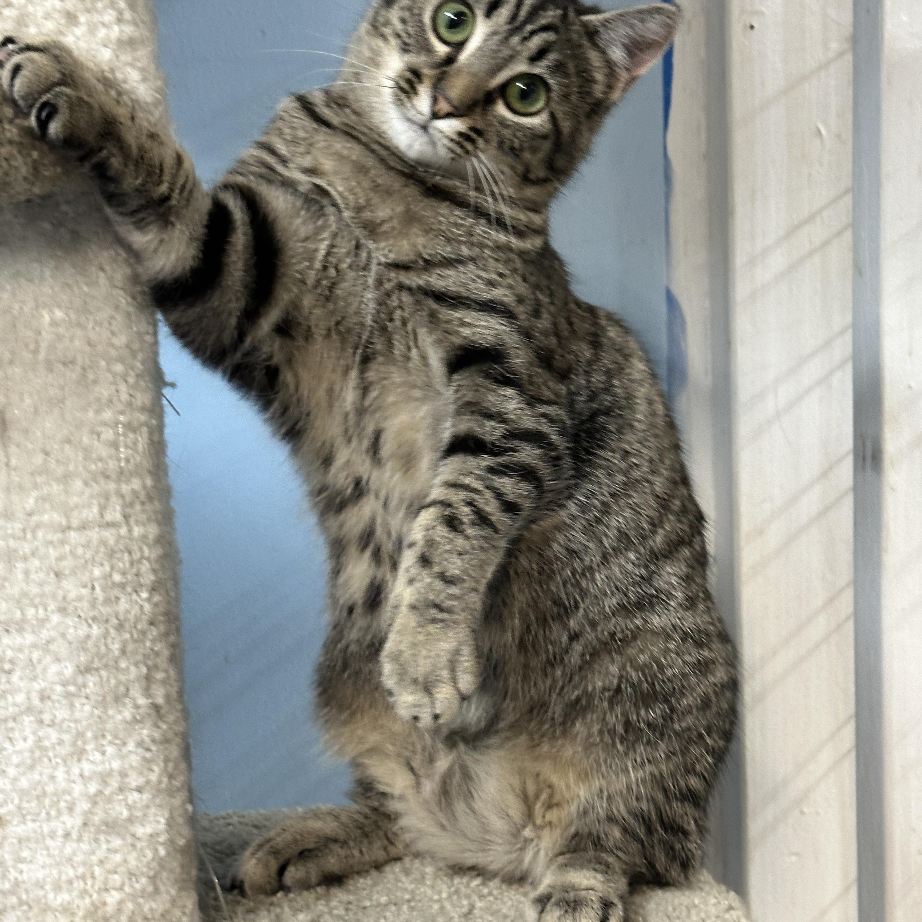 Enlarge Nissa, a hold mixed breed in Anchorage, AK image 3/5