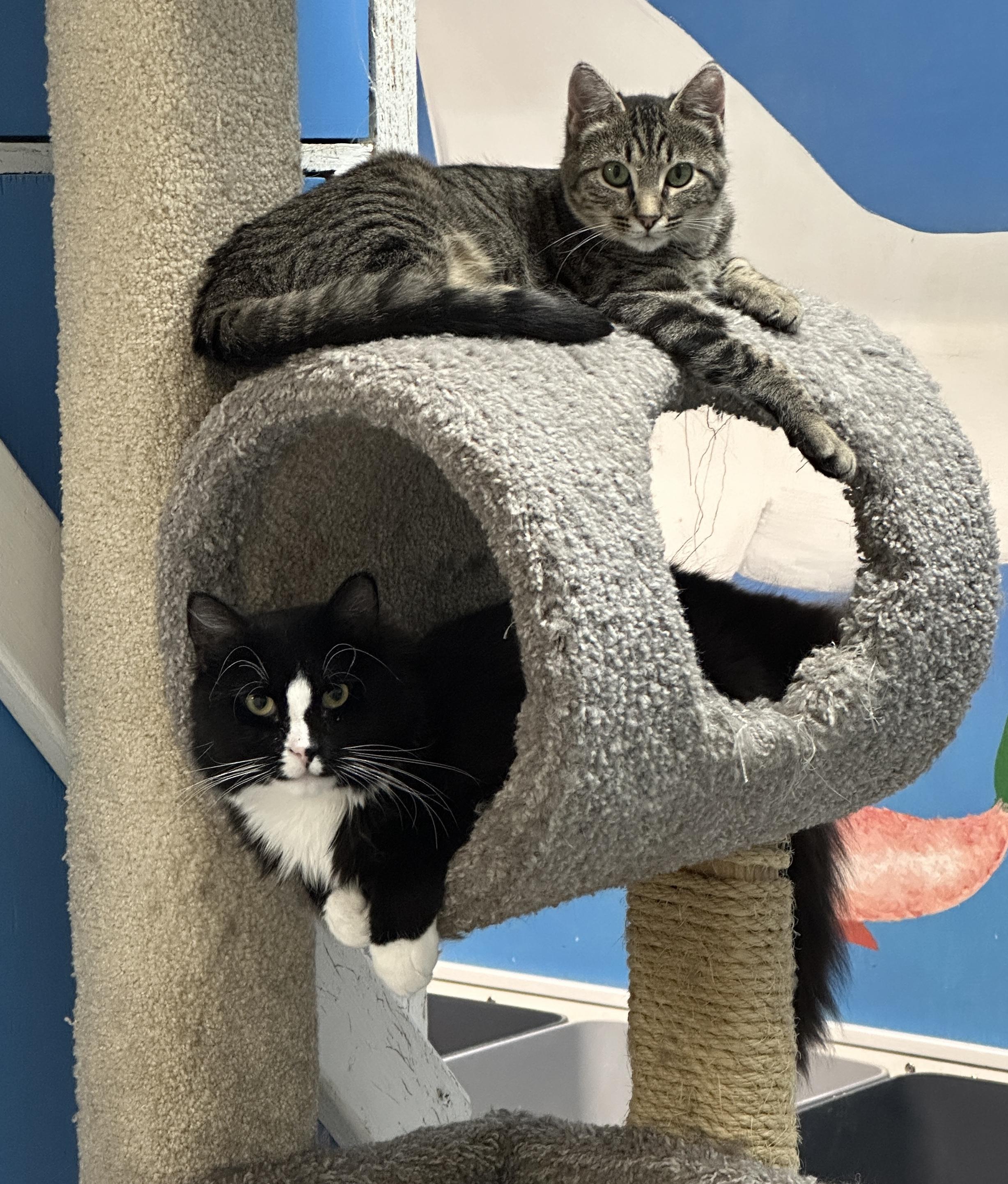 Moonbeam and Nissa, an adoptable Domestic Medium Hair in Anchorage, AK, 99524 | Photo Image 4