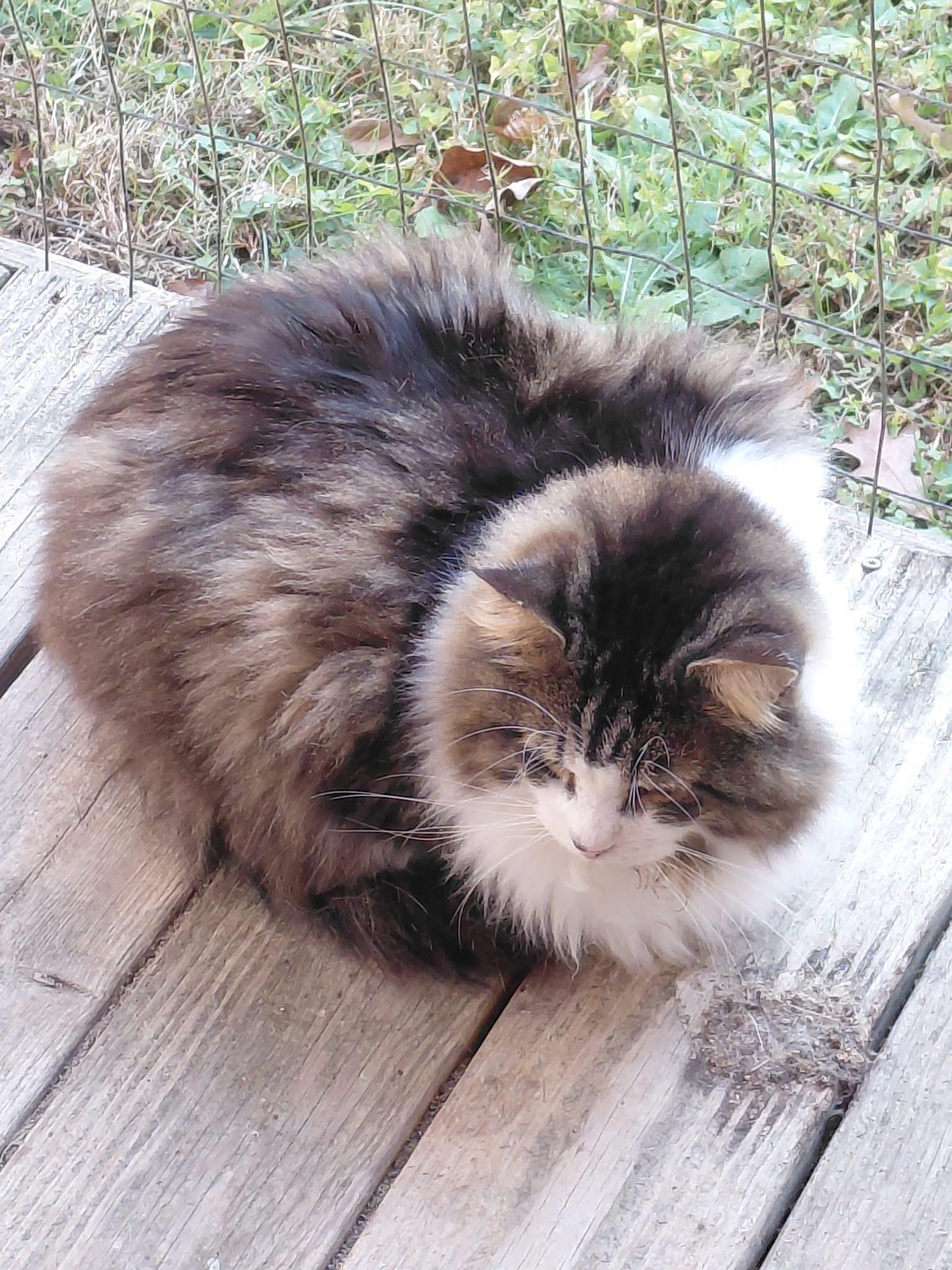 Gilmore, ADOPTABLE, Adult Male Domestic Medium Hair.