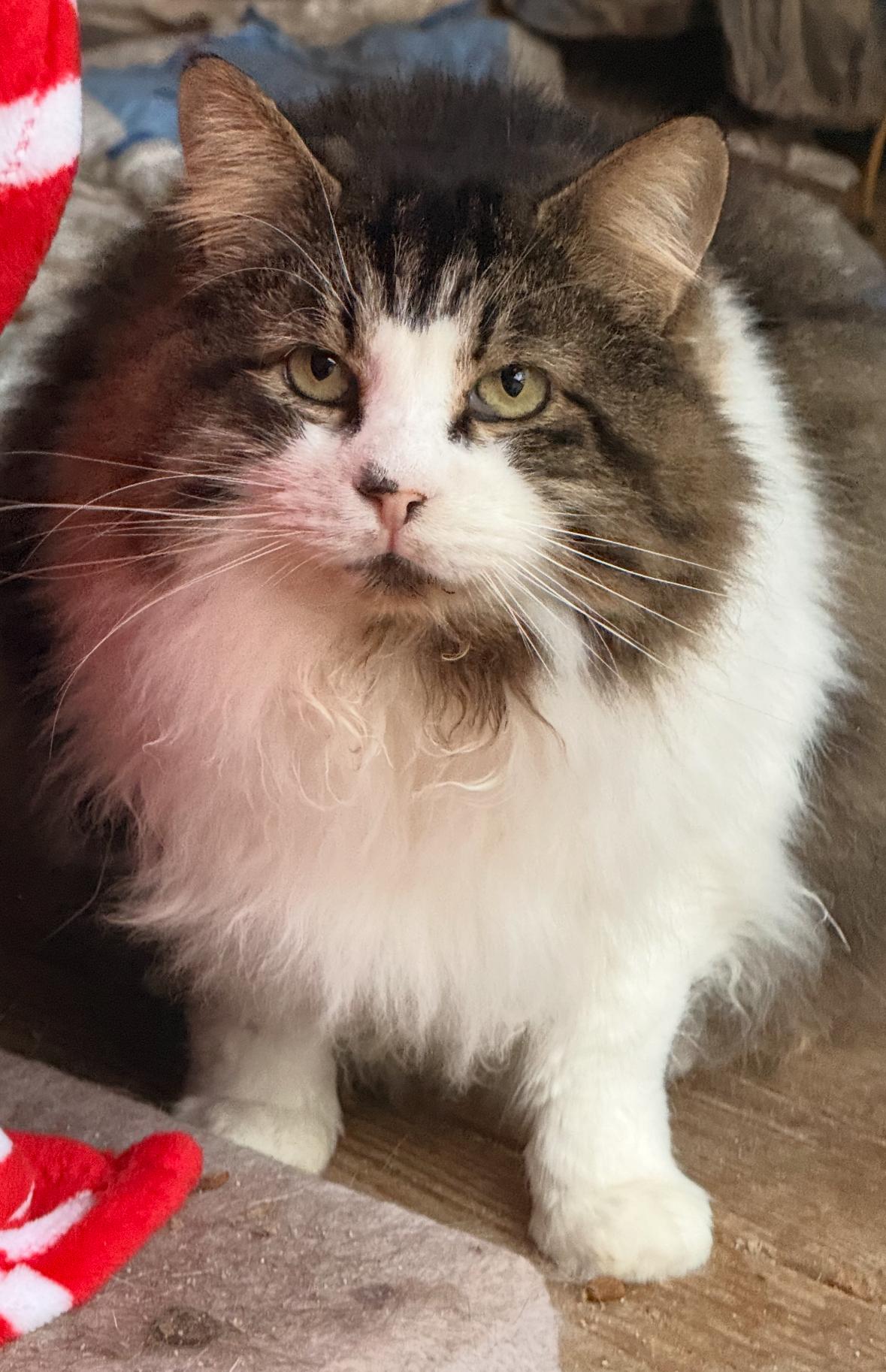 Enlarge Gilmore, a ADOPTABLE mixed breed in Andersonville, TN image 2/2