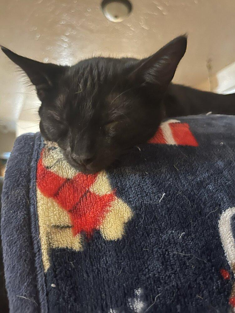 Hex, Adoptable, Young Male Domestic Short Hair.