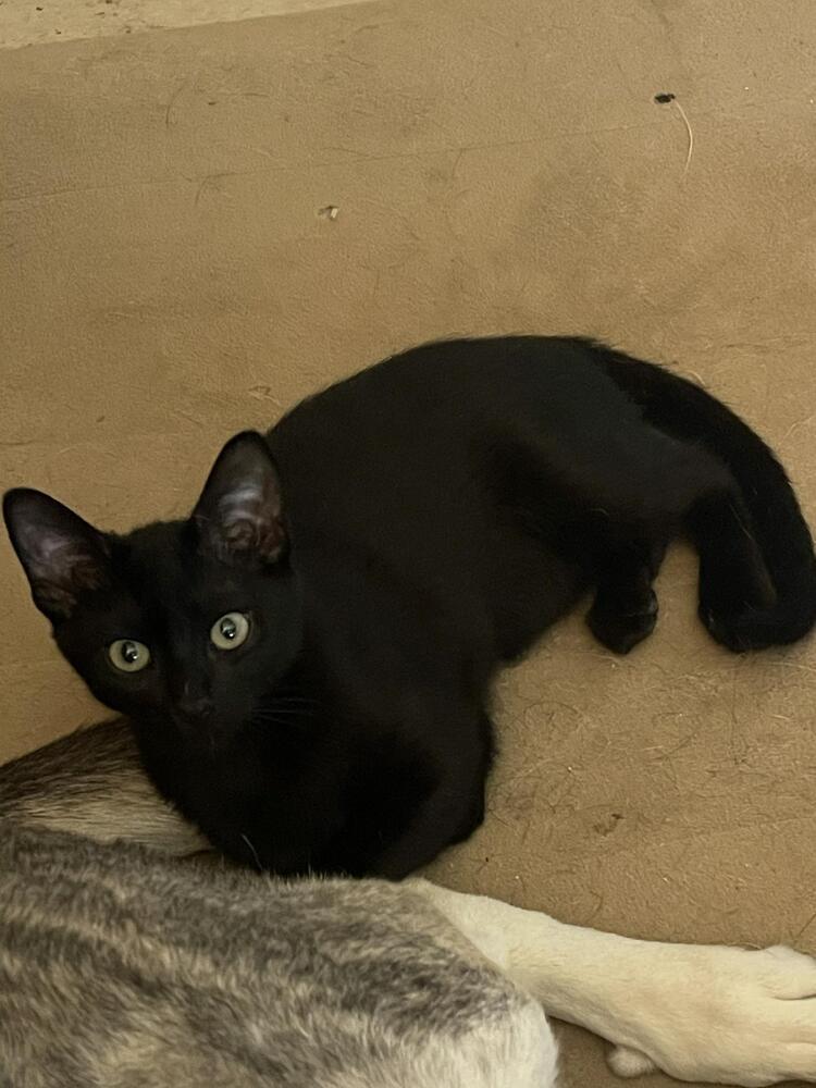 Enlarge Hex, a Adoptable Domestic Short Hair in Lone Oak, TX image 2/4