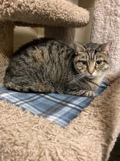 Ruby, adoptable, Adult Female Domestic Short Hair.