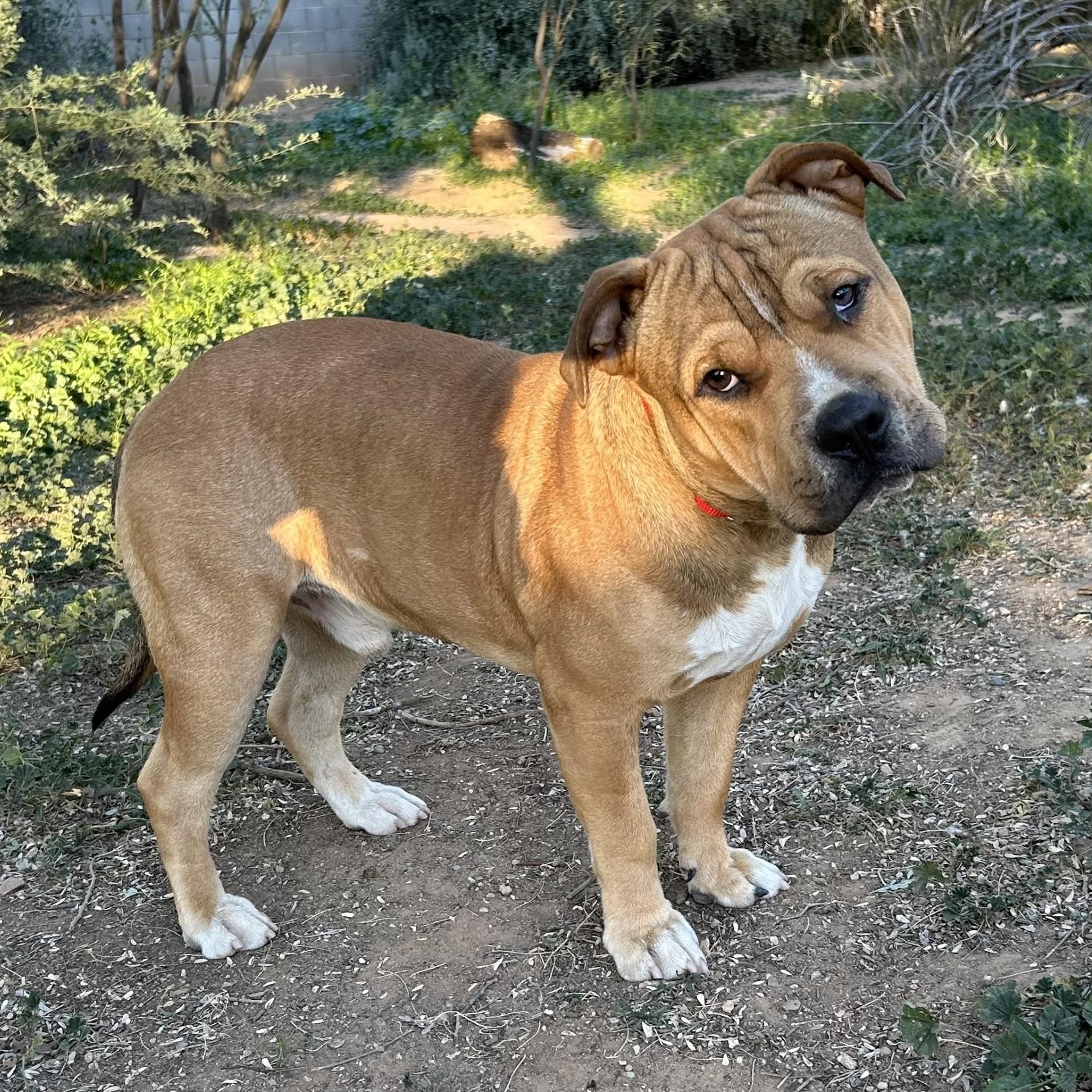 Buddha, ADOPTABLE, Young Male French Bulldog & American Staffordshire Terrier.