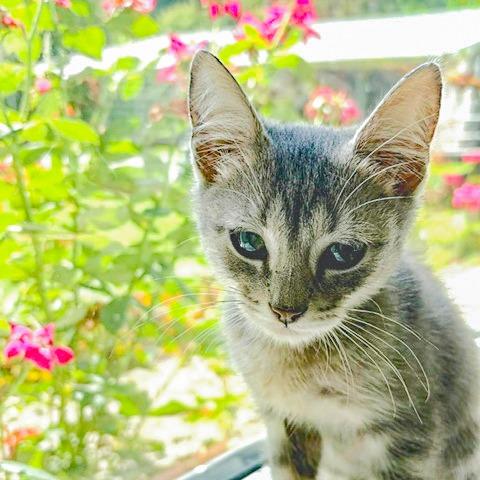 Enlarge Kevin, a Adoptable Domestic Short Hair in Chapel Hill, NC image 1/4