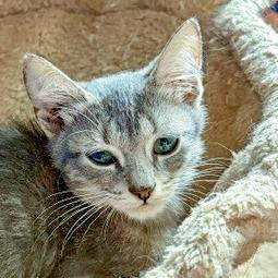Enlarge Kevin, a Adoptable Domestic Short Hair in Chapel Hill, NC image 2/4