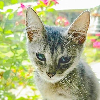 Enlarge Kevin, a Adoptable Domestic Short Hair in Chapel Hill, NC image 3/4