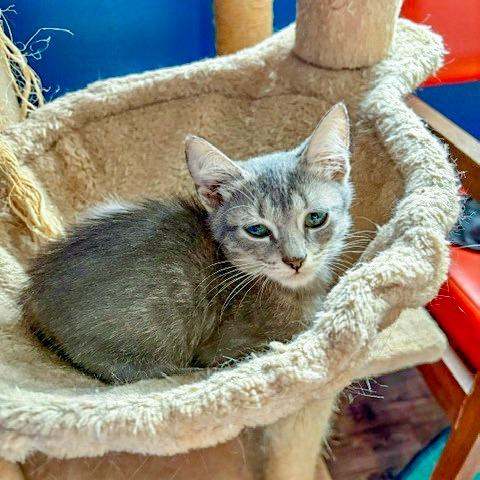 Enlarge Kevin, a Adoptable Domestic Short Hair in Chapel Hill, NC image 4/4