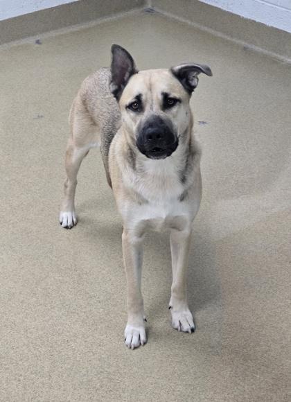 S/C Buster, a Adoptable mixed breed in North Miami Beach, FL image 1/2