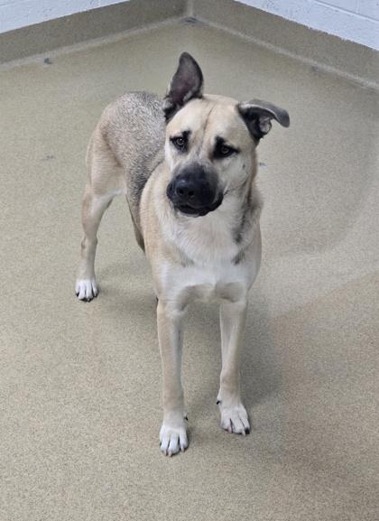 S/C Buster, a Adoptable mixed breed in North Miami Beach, FL image 2/2
