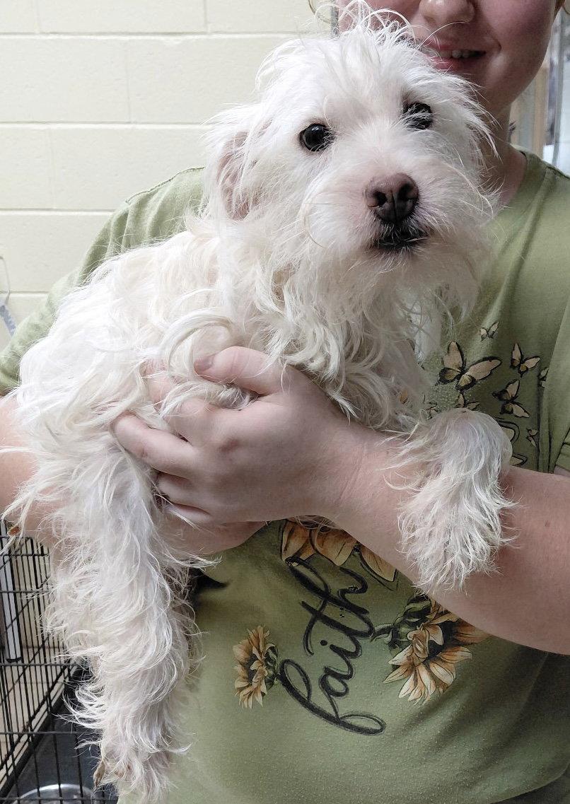 Enlarge Sargent, a Adoptable Schnauzer in Staley, NC image 1/1