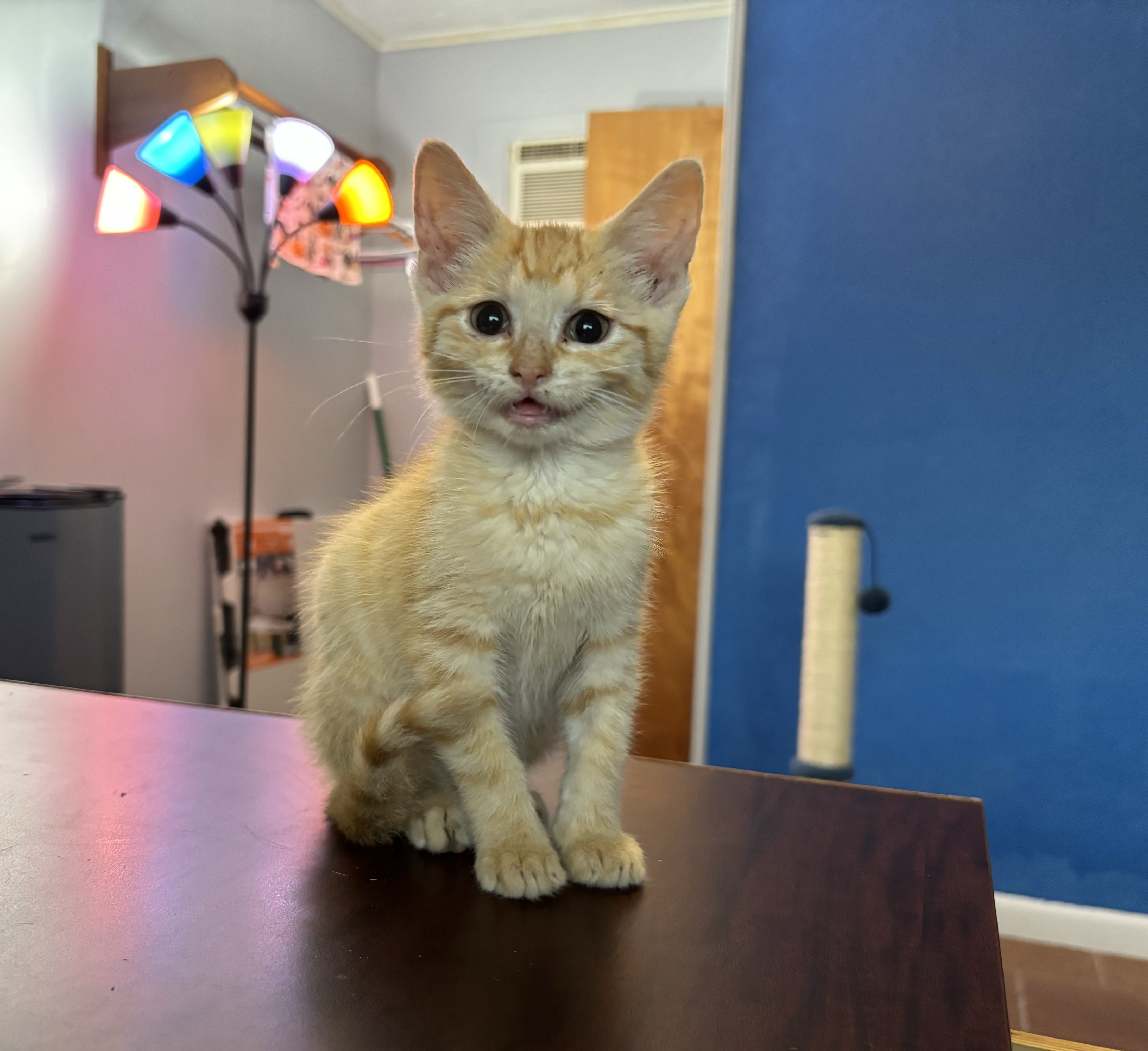 Cat for adoption Daisy Duke, a Domestic Short Hair in Melbourne, AR