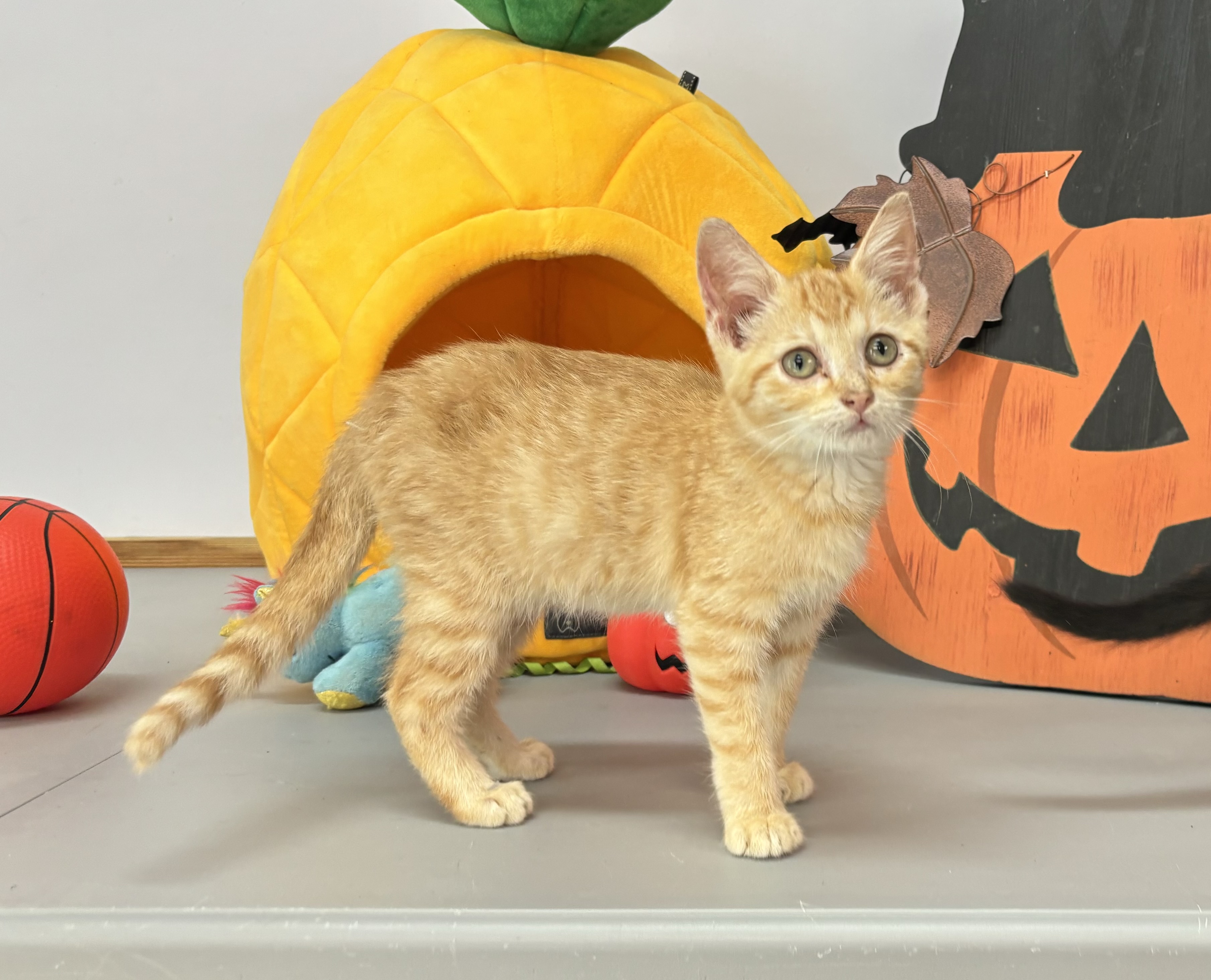 Cat for adoption Daisy Duke, a Domestic Short Hair in Melbourne, AR